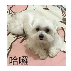 My dog hahaha
