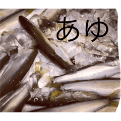 リアル魚スタンプ Line スタンプ Line Store リアル魚スタンプ Line スタンプ Line Store