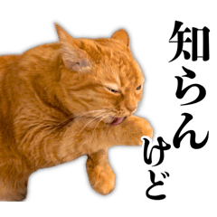 Useful Cat Stickers! Mi-chan