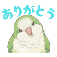 Quaker Parrot [Green] Stickers