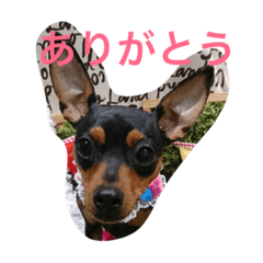 mayuzoo