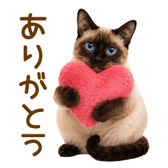 Siamese cat(everyday)