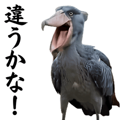 ⚫動く！ハシビロコウ！24羽セット【笑える