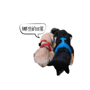 -My lovely dogs-