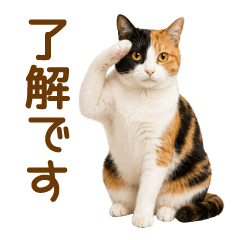 calico cat(everyday)