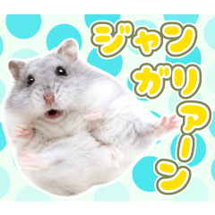 【常夏】ジャンガリアンハムスターの日常