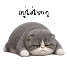 Chubby Grumpy Gray Cat
