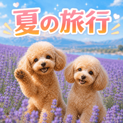 summer holidays toy poodle p