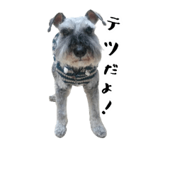 Miniature Schnauzer Tetsu