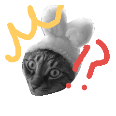 Japanese Cat "FUU-chan"