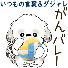 Moving Shih tzu 2026 (Built to last)