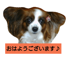 papillon's daily conversation (japanese)