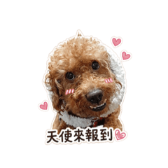 寶弟天使篇