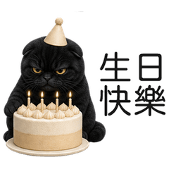 Cute Black Scottish Fold (TWN)