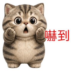 Cute Big Head Tabby Cat (TWN)