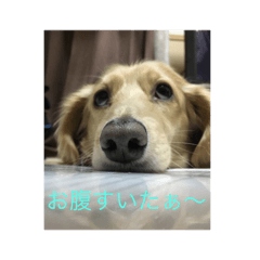 my fam's dog
