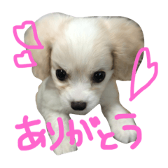 CavalierPoodleSora