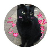 catParadise