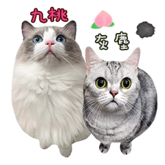 Ragdoll Cat&American Shorthair Cat-Daily
