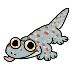 Small gecko keep3