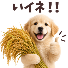 ゴールデン子犬★笑えるダジャレで返信！
