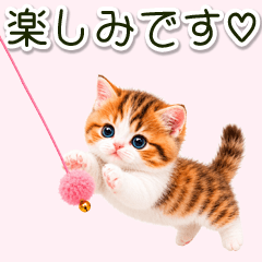 Gentle Phrases from a Calico Kitten