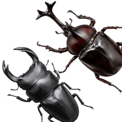 Hot Beetles. Japan Kuwakabu_Vol.1