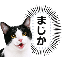 リアルな黒白猫で挨拶しよっ！２.