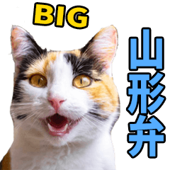 A large cat from Yamagata