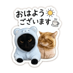Stickers of black cat and Munchkin cat.
