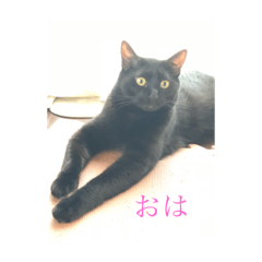 CAT OF BLACK"yamakko"