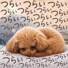 depression toy poodle p