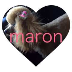 Pet dog maron