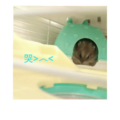 Maggie lovely Hamster 2