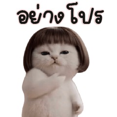 meaww white bob!!!!!!!!!