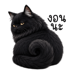 Smug Longhair Black Cat TH