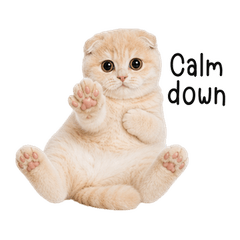 Round-Eye Cream Fold Cat (EN)