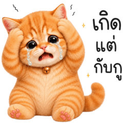 Mochi, the cute orange cat. 4_06