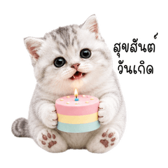 Big-Eye Silver-White Kitten
