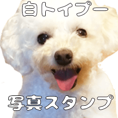 White Toy Poodle Dog Sticker