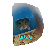 Hamster so cool