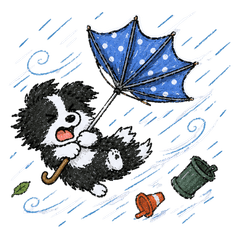 Border Collie Summer / Typhoon