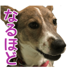 Nuts's sticker