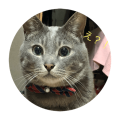 kouta(neko)