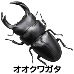Hot Beetles. Japan Kuwakabu_Vol.1:name