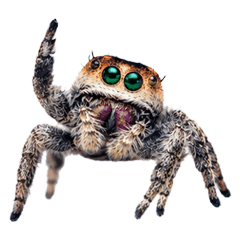 Super Tiny Jumping Spider Stickers