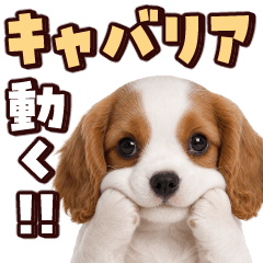 Animated! Cavalier