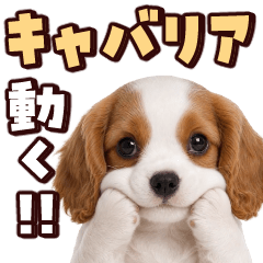 動く！もっちりキャバリア