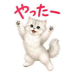 Full Reaction Chinchilla Cat Regular