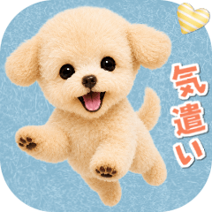 Daily care for a toy poodle